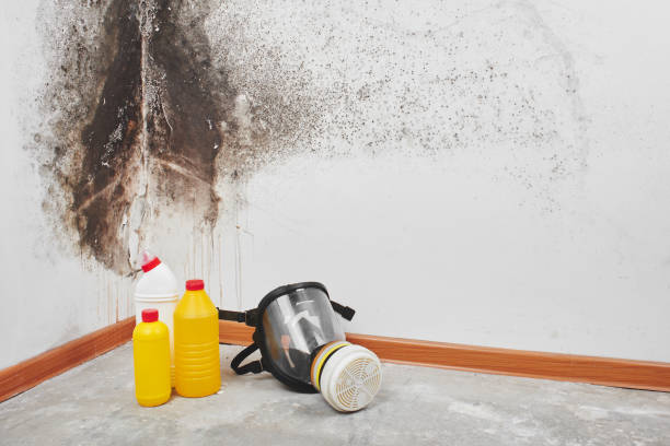 Best Basement Mold Remediation in West Clarkston Highland, WA