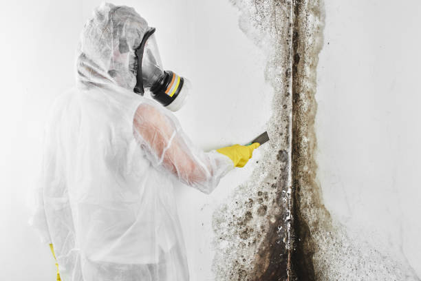 Best Industrial Mold Remediation in West Clarkston Highland, WA