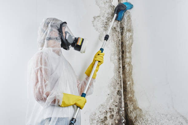 Best Commercial Mold Remediation in West Clarkston Highland, WA