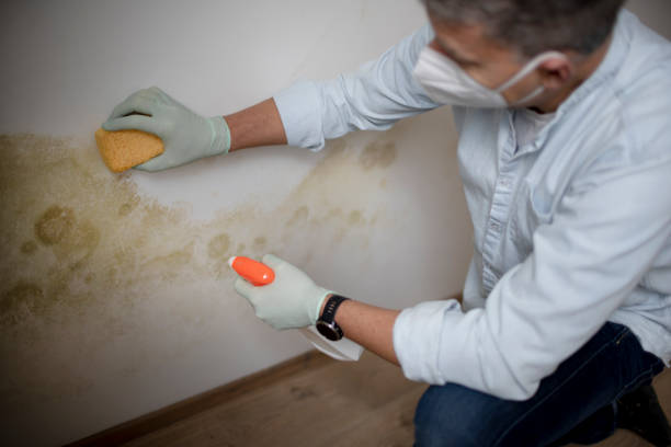 Best Industrial Mold Remediation in West Clarkston Highland, WA