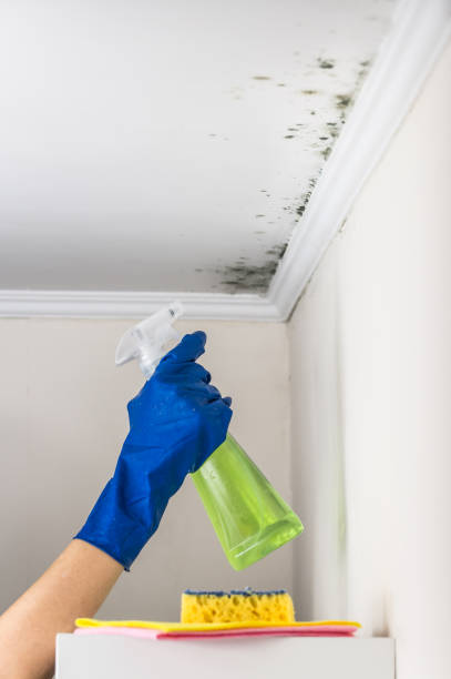 Trusted West Clarkston Highland, WA Mold Remediation Experts